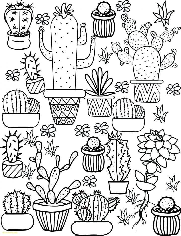 Estética de los cactus