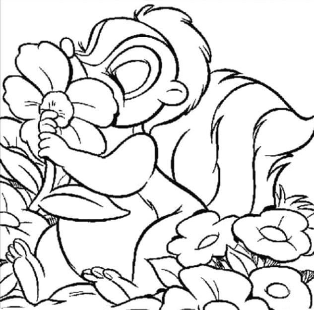 Zorrillo oliendo una flor