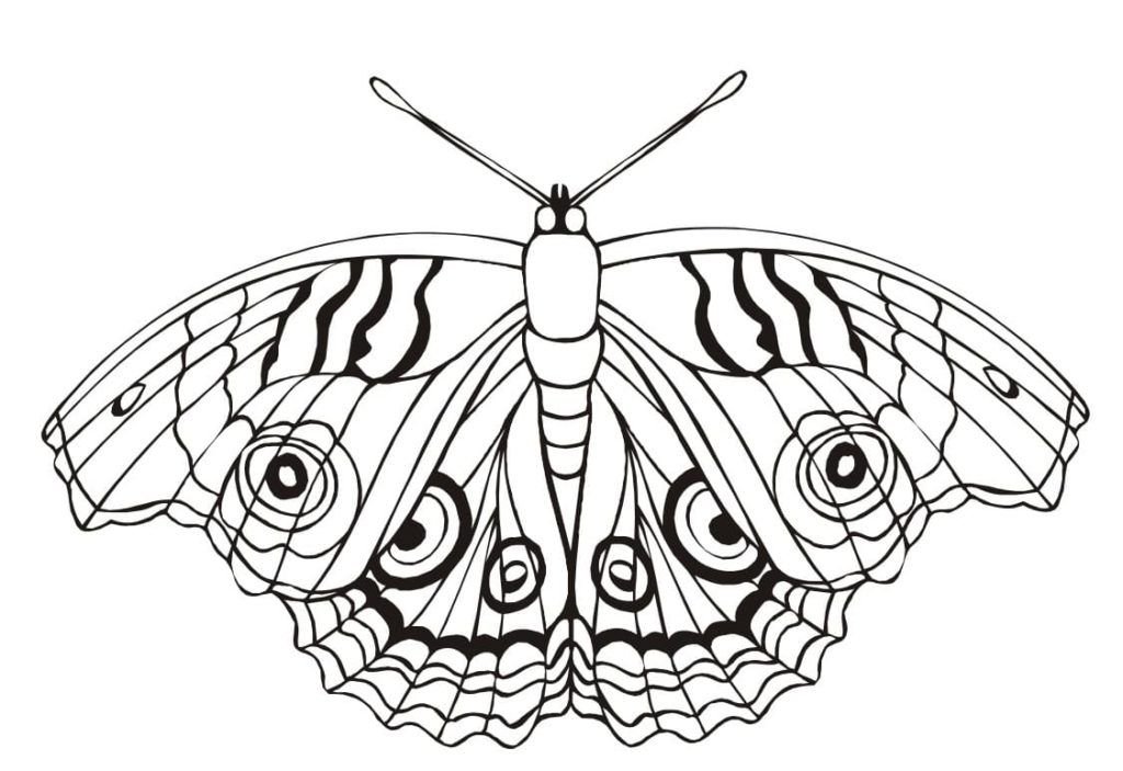 Mariposa real