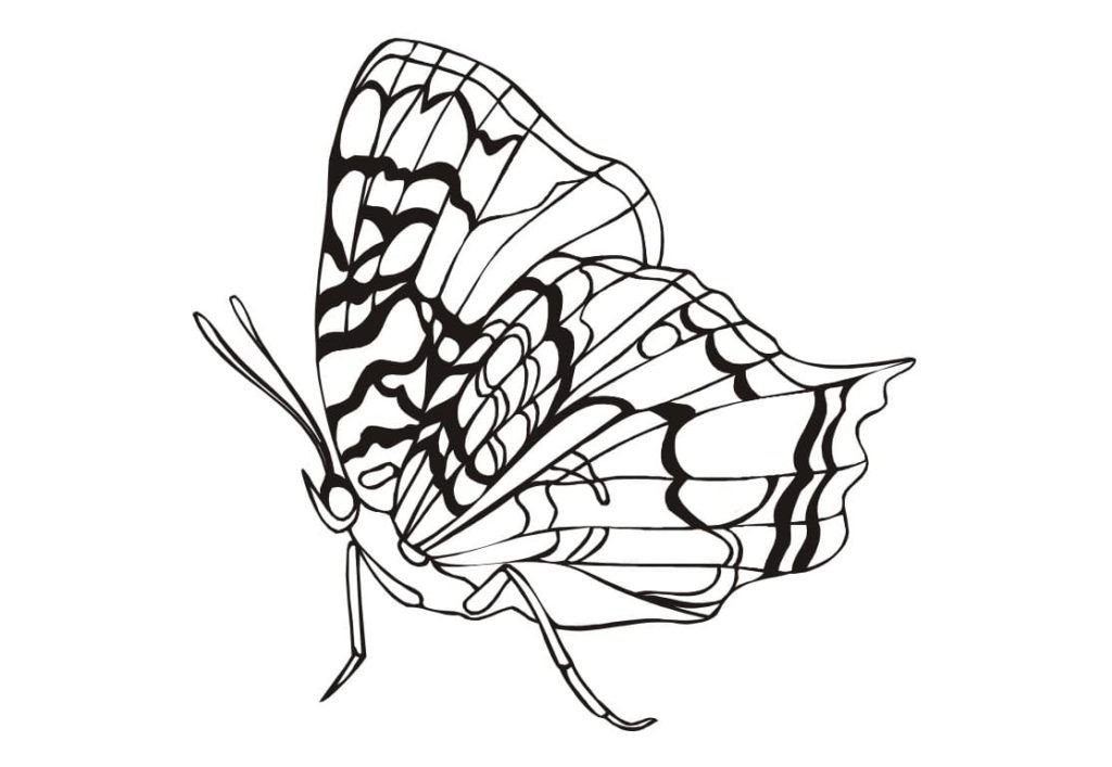 Vista lateral de la mariposa