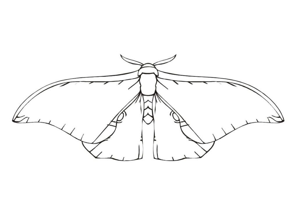 Mariposa común