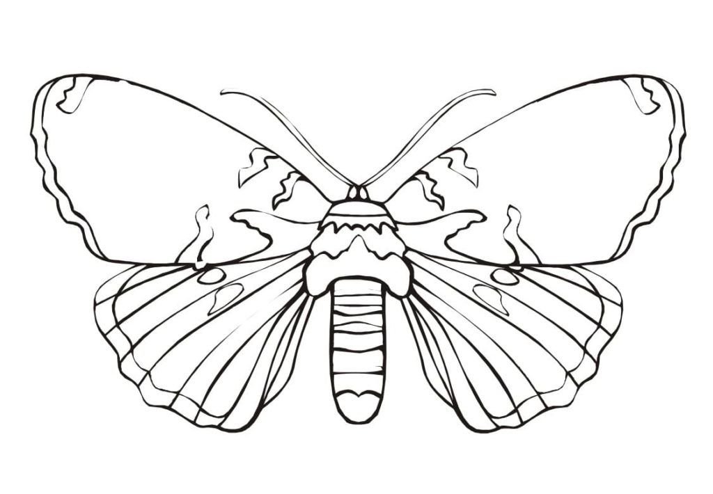 Mariposa gigante