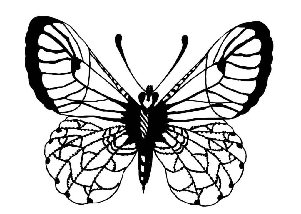 Mariposa rara