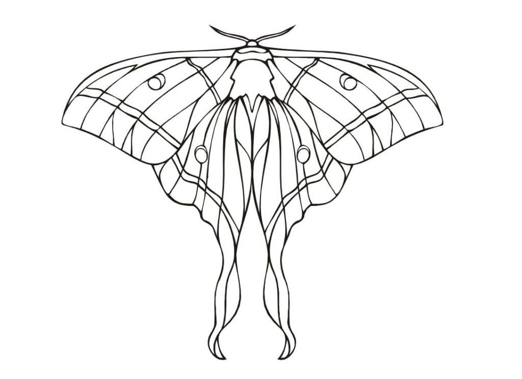 Mariposa exótica