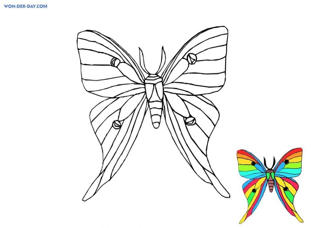 Mariposa arcoiris