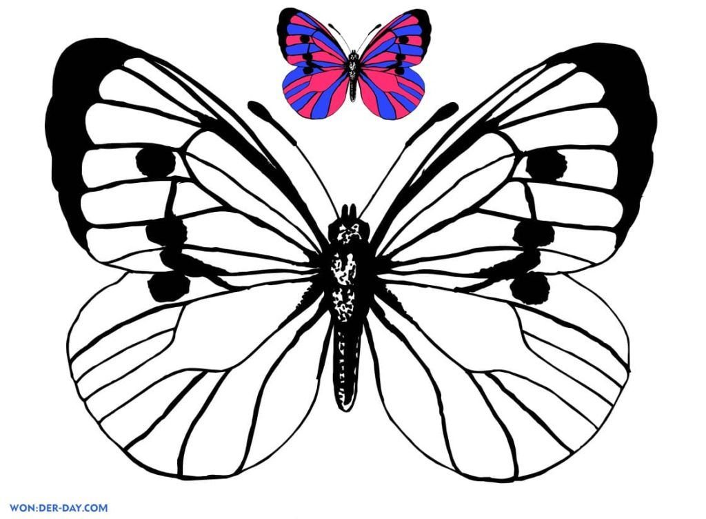 Mariposa con imagen en color