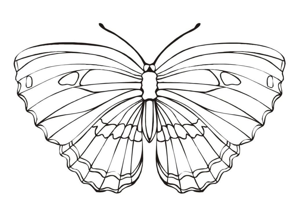 Mariposa con alas exuberantes
