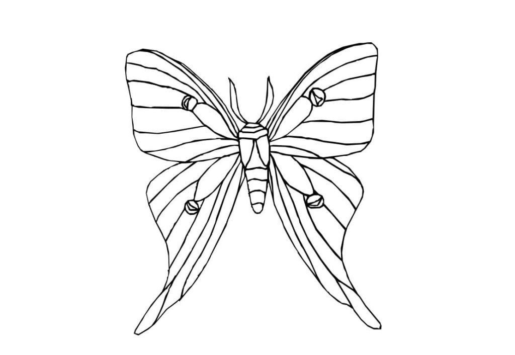 Mariposa con hermosas alas