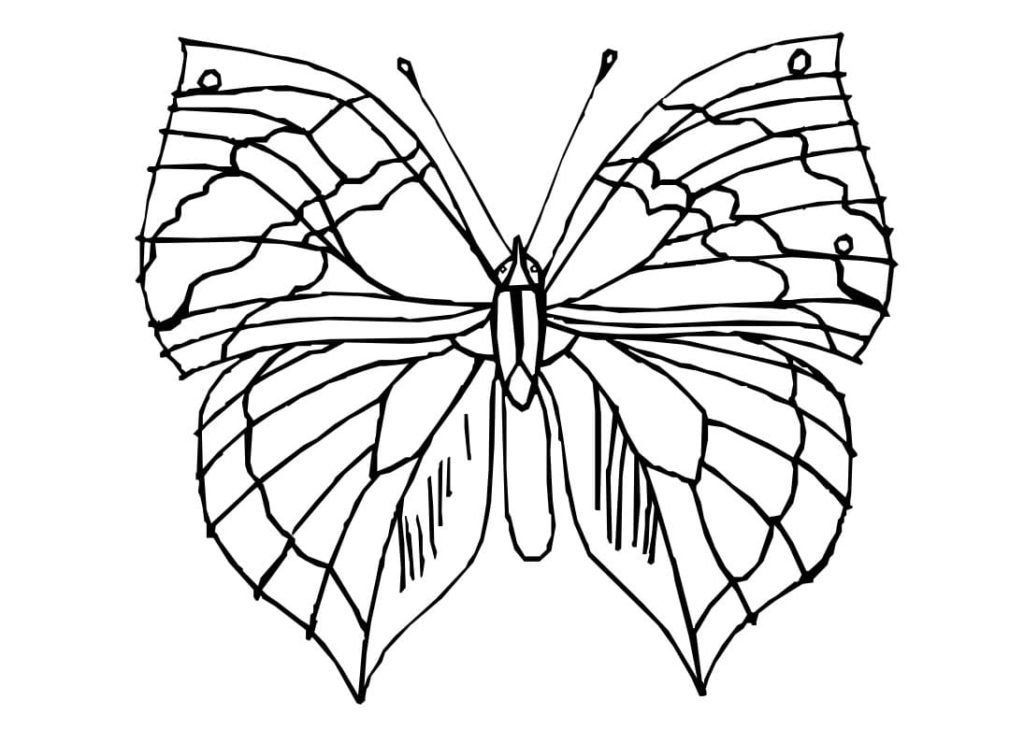 Mariposa inusual