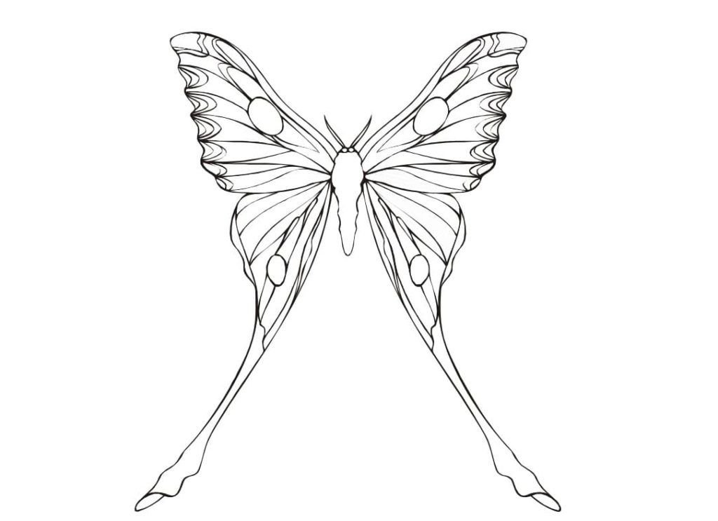 Mariposa con alas largas