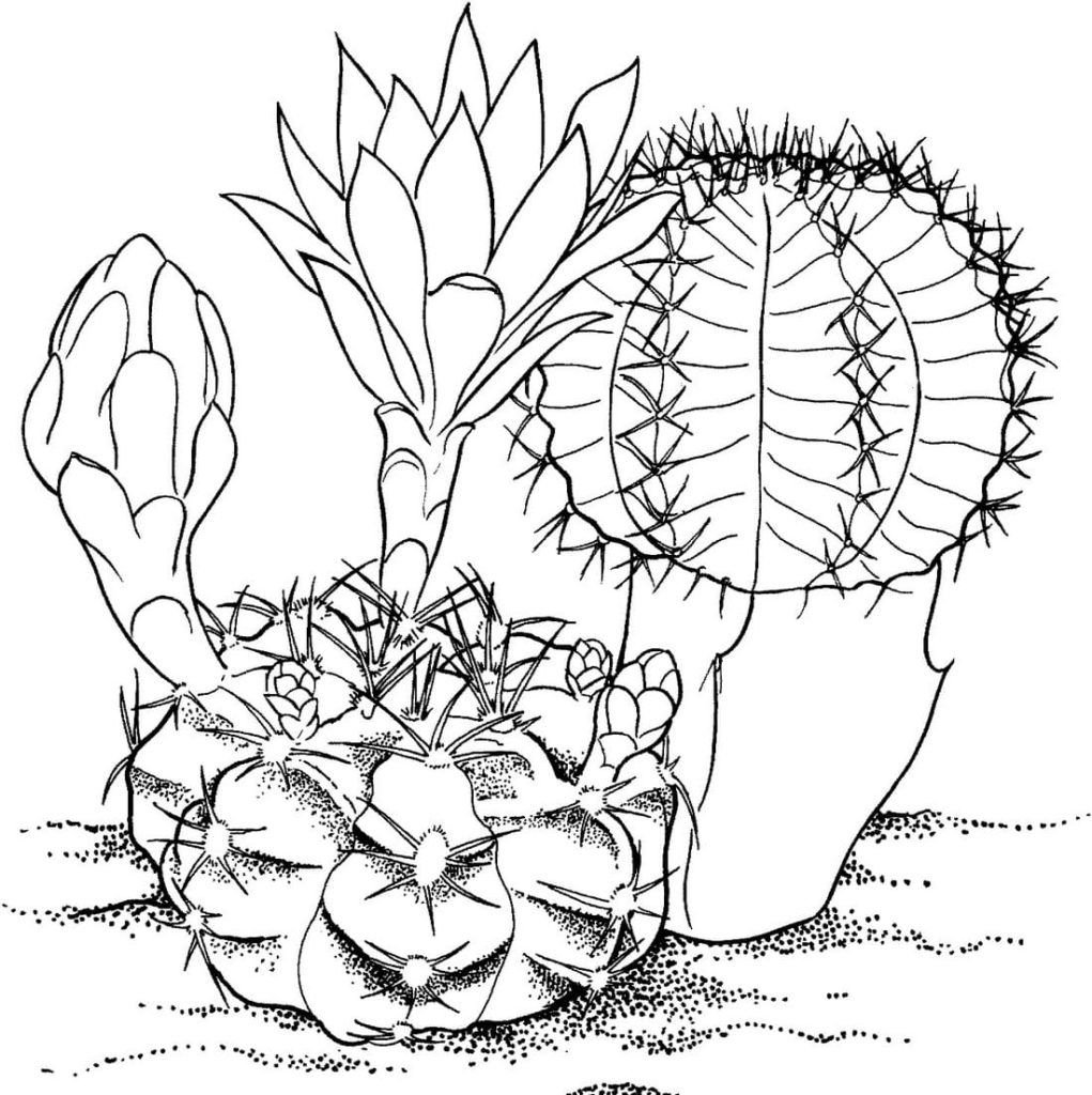 Cactus grandes