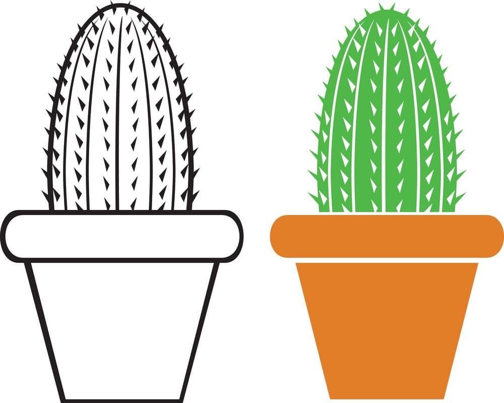 Cactus con imagen en color