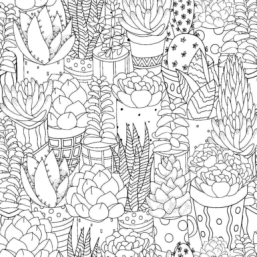 Muchos cactus