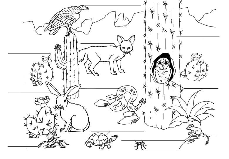 Animales y cactus