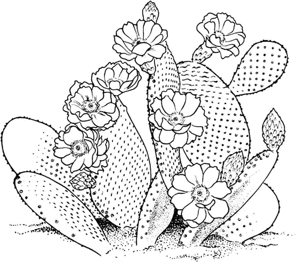 Cactus floreciente