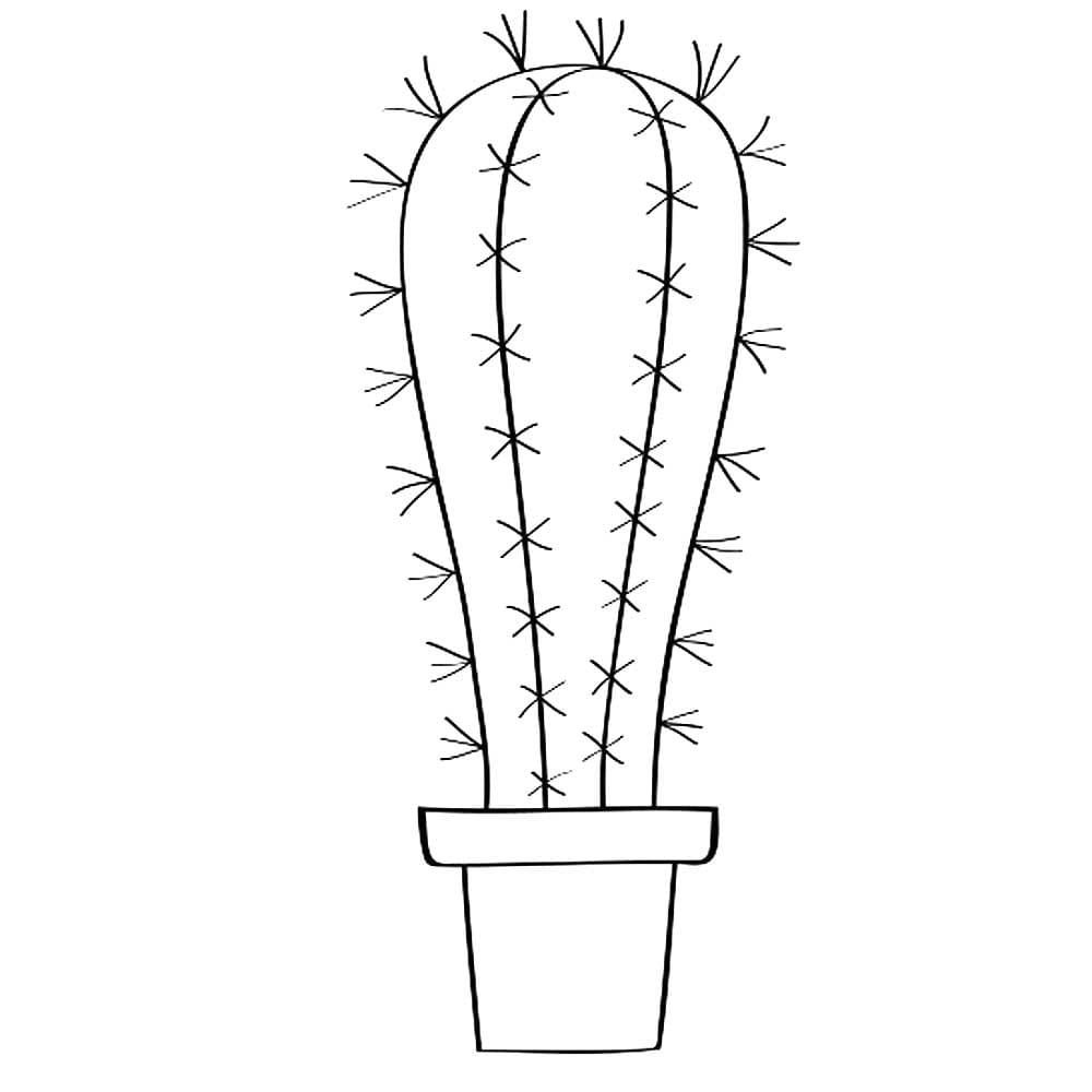 Cactus largo