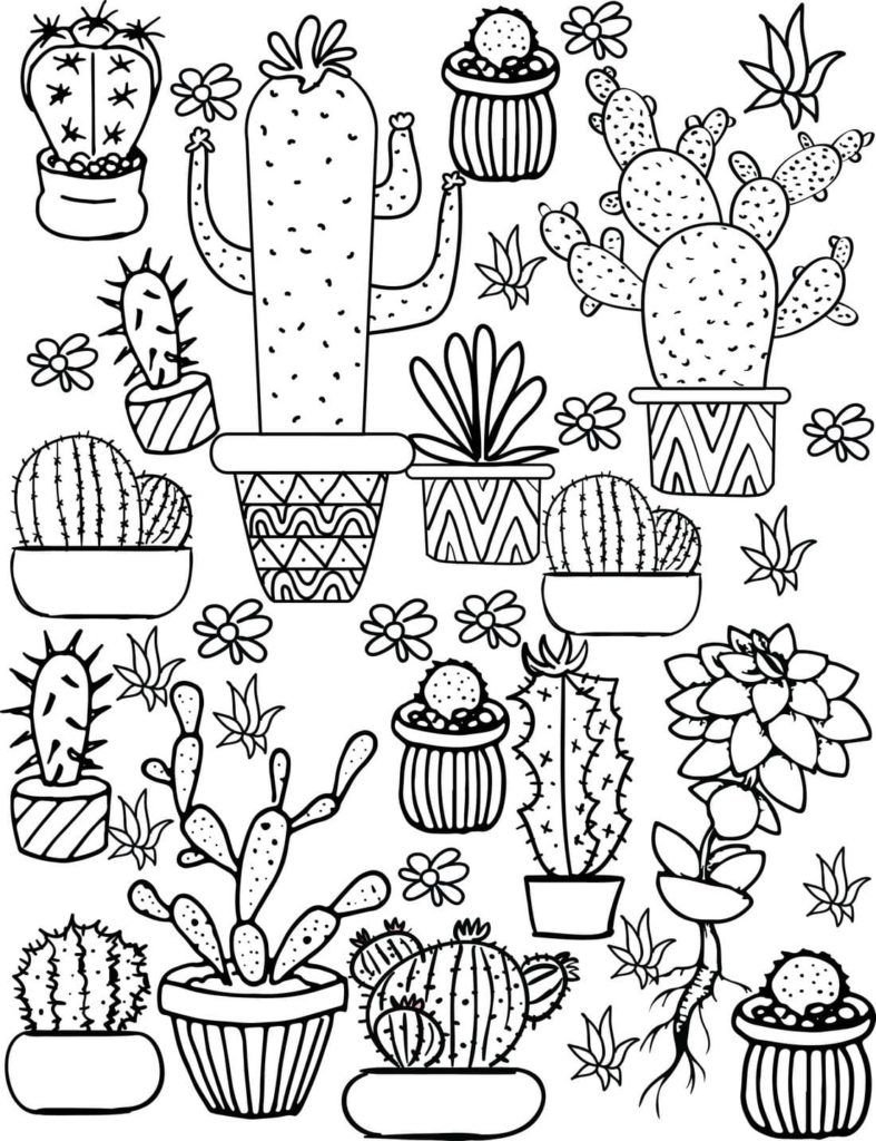 Muchos cactus