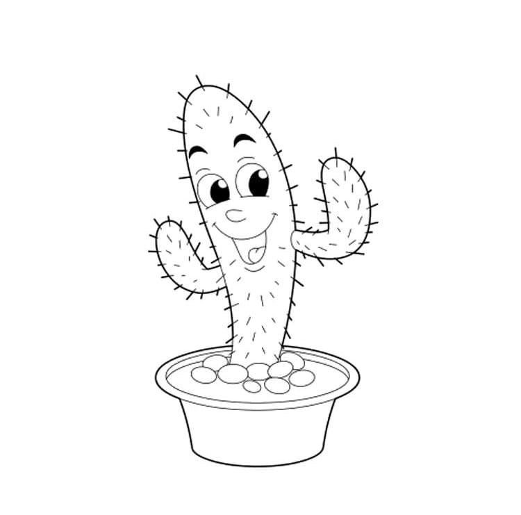 Cactus gracioso