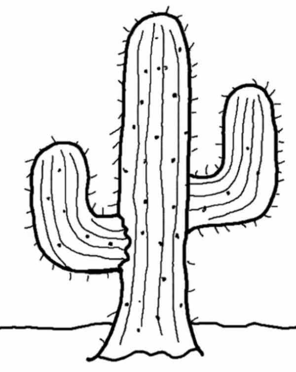 Cactus com煤n