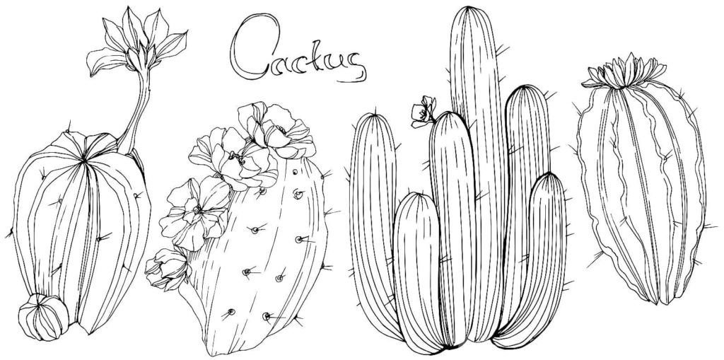 Diferentes cactus