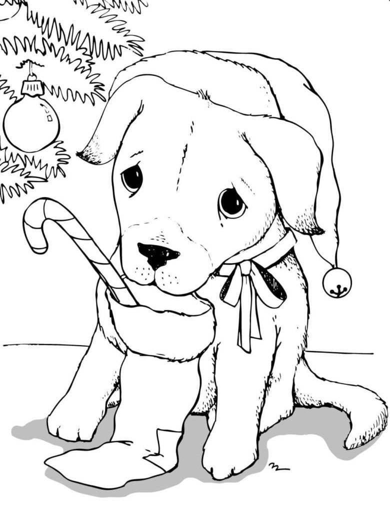 Cachorro con calcetín navideño