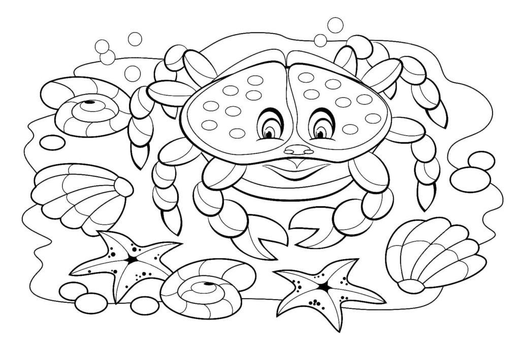 Cangrejo y conchas marinas