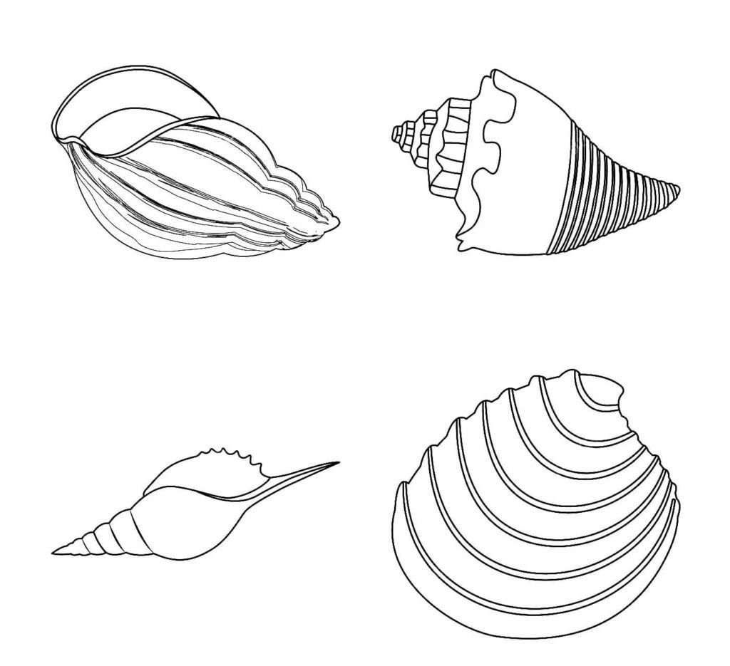 Cuatro conchas marinas
