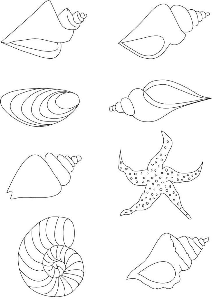 Muchas conchas marinas