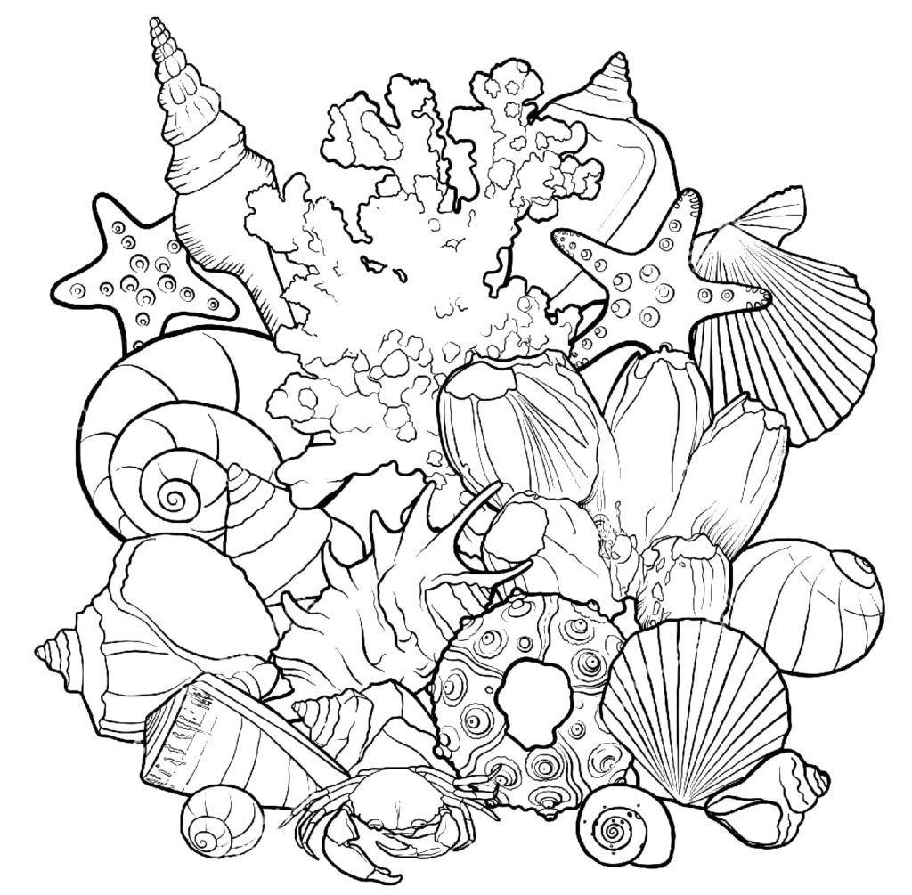 Variedad de conchas marinas