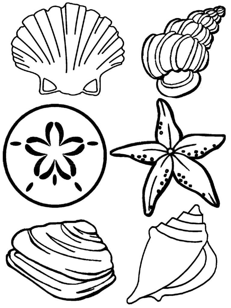 Diferentes tipos de conchas marinas
