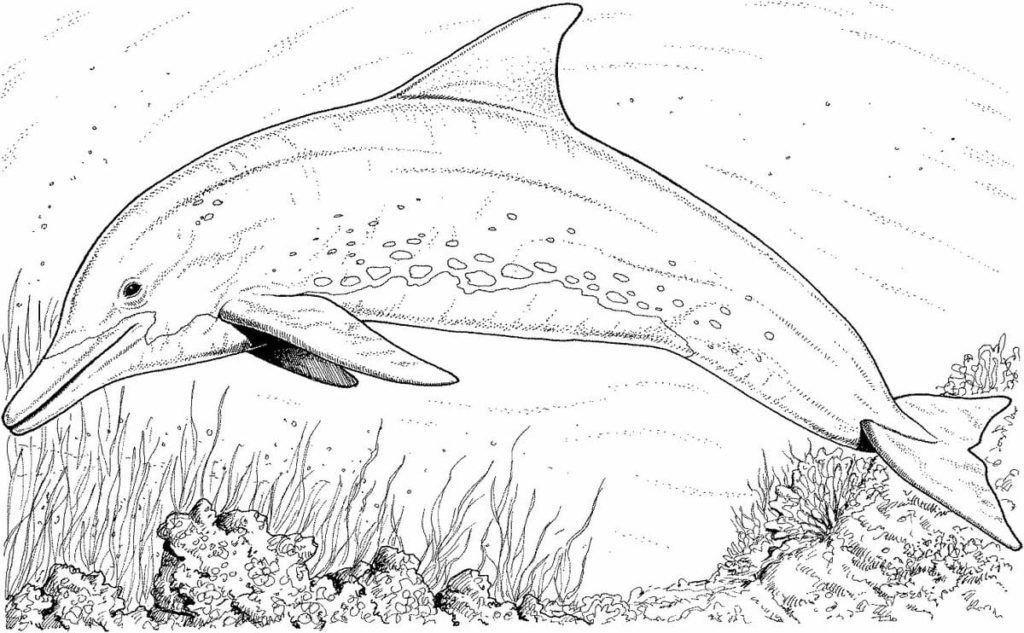 Imagen realista de un delfín para colorear.