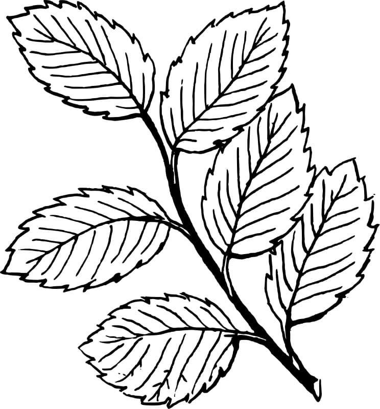 Rama con hojas
