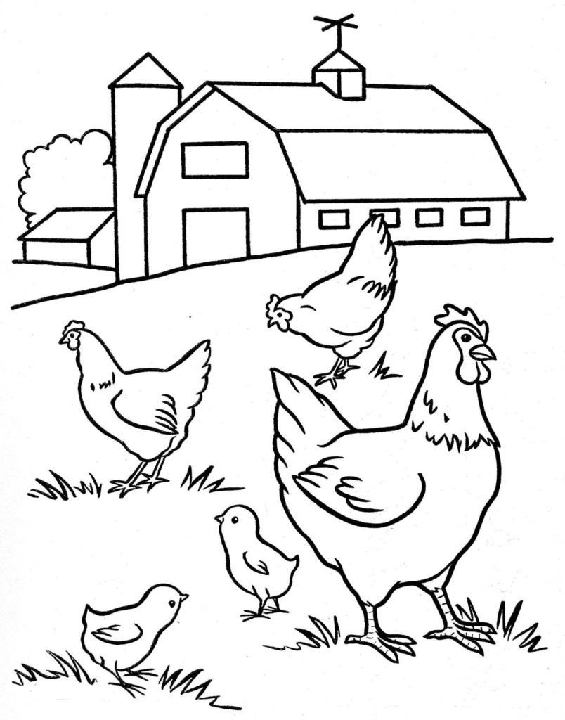 Gallina y gallinas en el prado.