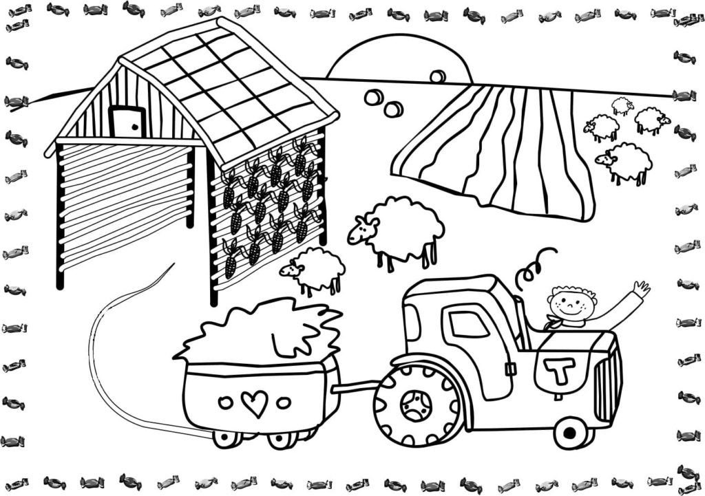 Granjero lleva pasto a ovejas