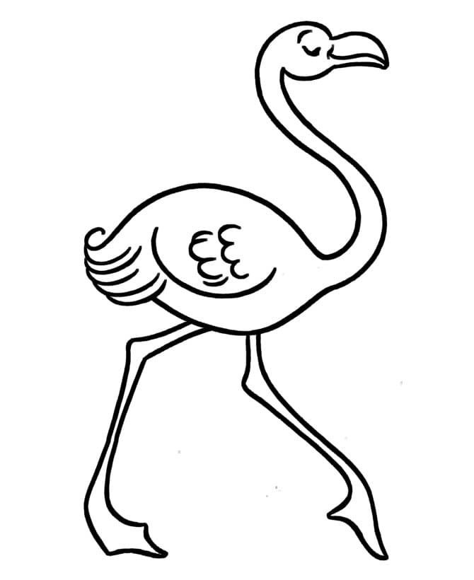 Flamingo caminando con orgullo
