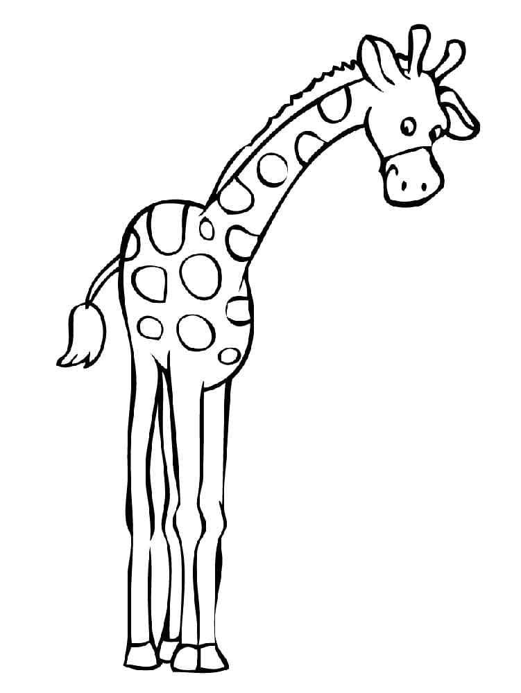 Jirafa con patas largas