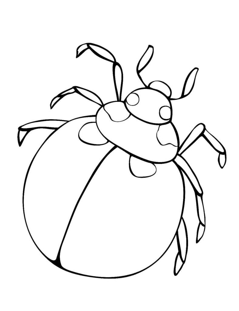 escarabajo redondo