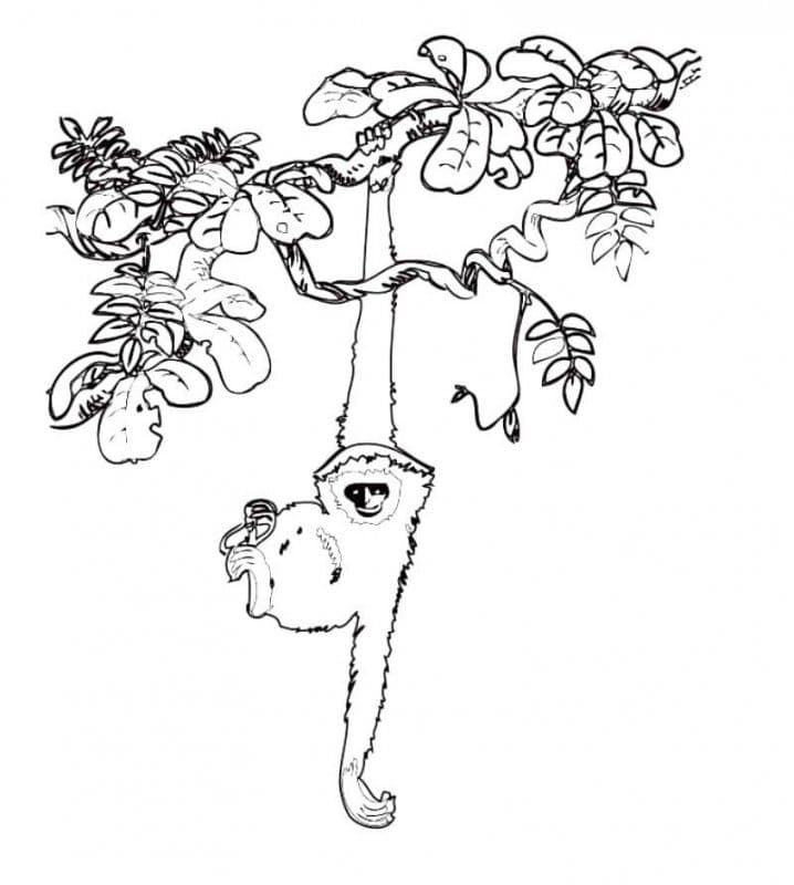 Mono colgando de una rama