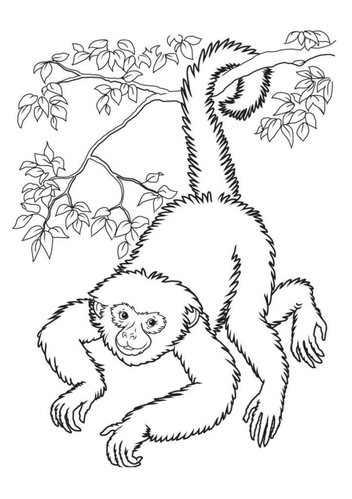 Mono en una rama