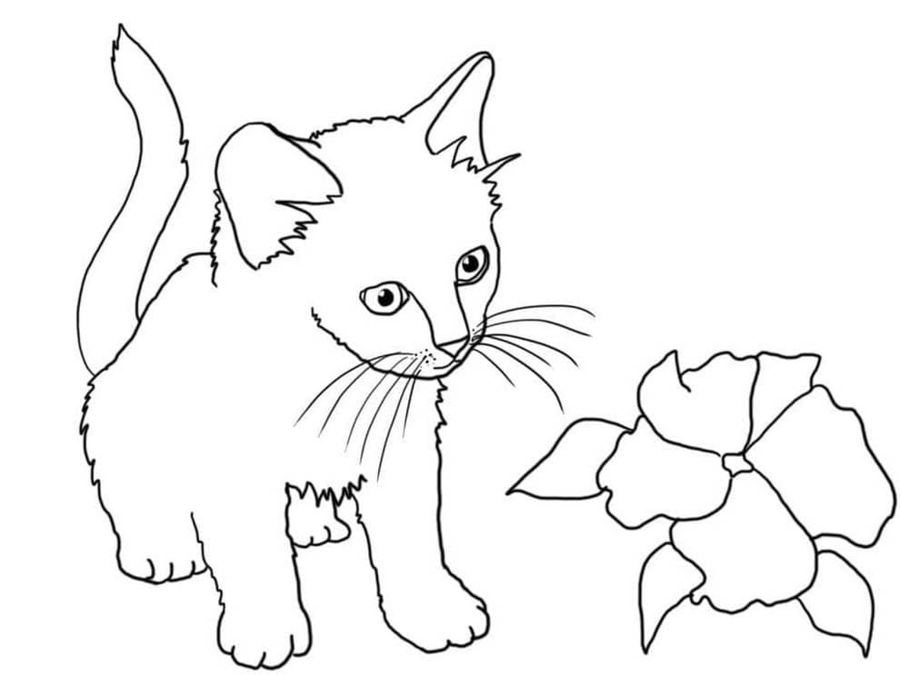 Gatito cerca de una flor