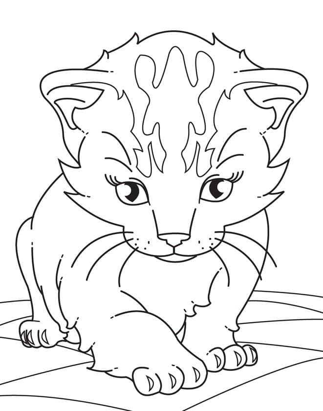 Imagen realista de un gatito para colorear.