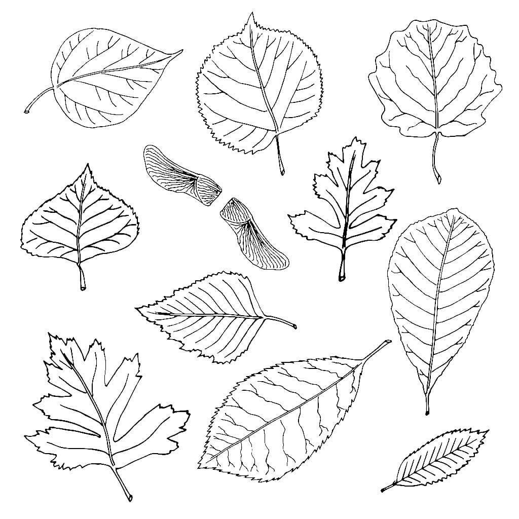 Muchas hojas diferentes