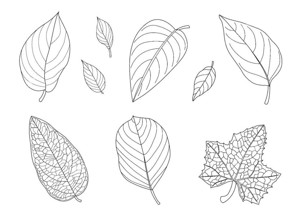 Diferentes hojas