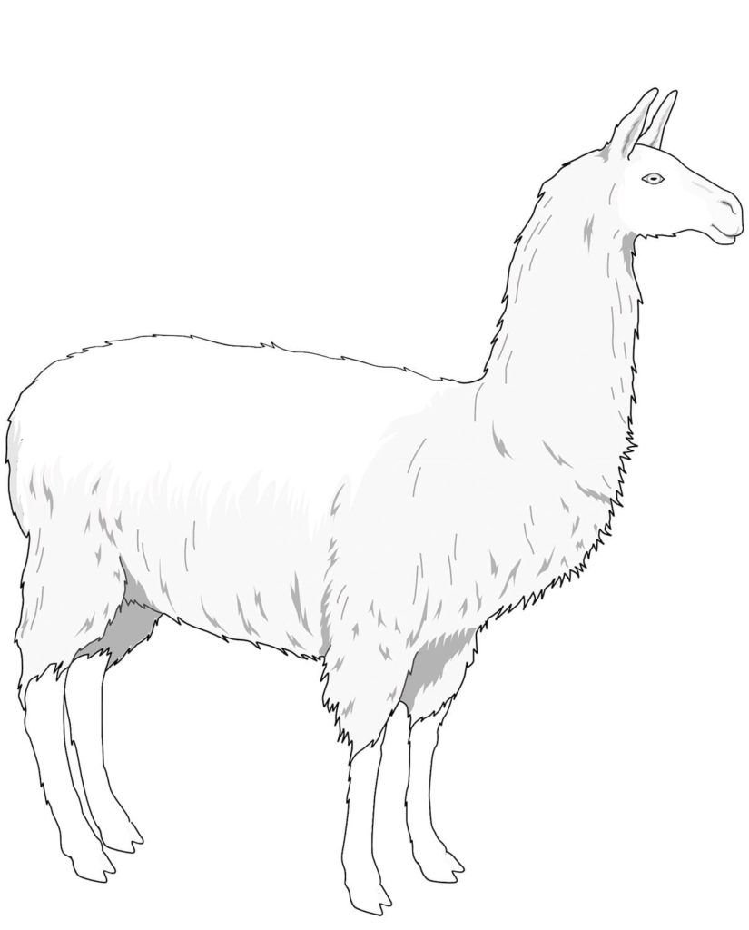 Dibujo de Lama para colorear
