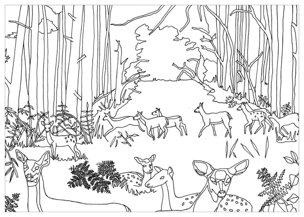 Ciervos en el bosque