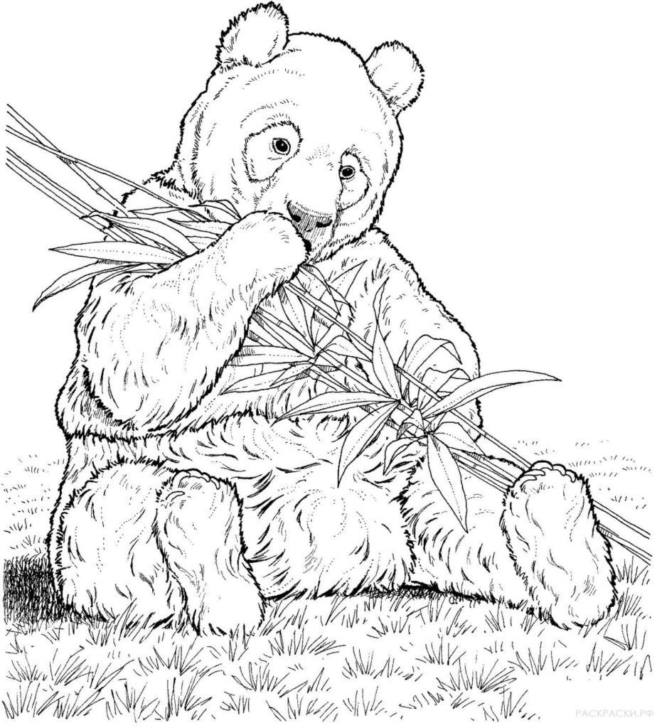 Panda come bambÃº