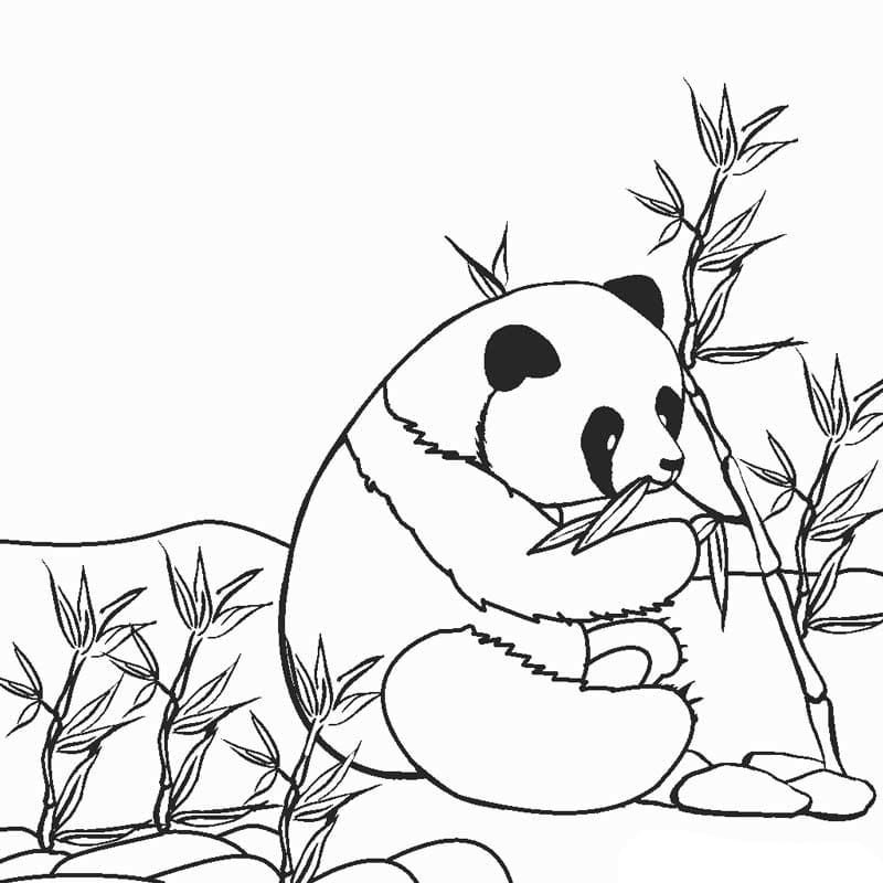 Panda comiendo bambÃº
