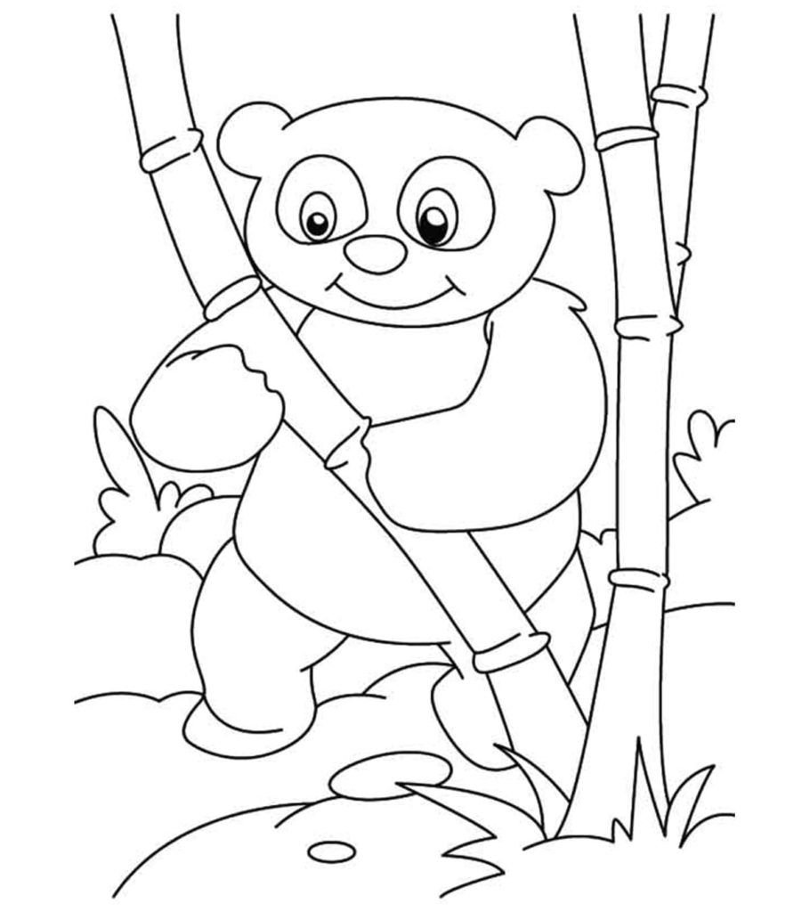 Panda cerca de bambú