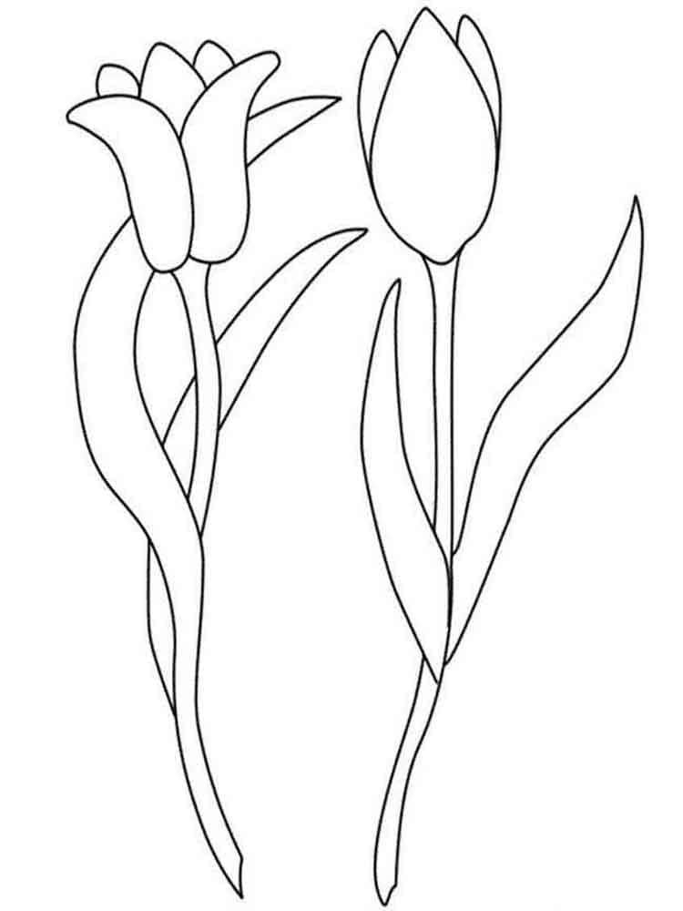 dos tulipanes